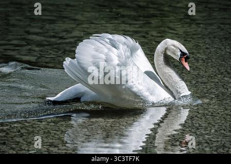 Hallstat, Österreich, 11. Mai 2025: Die Eleganz der Natur: Schwan im kristallklaren Hallstätter See Stockfoto