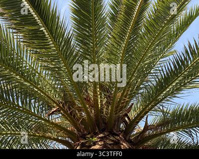 Eine beeindruckende Perspektive einer Palme, die sich in Richtung eines hellblauen Himmels erstreckt. Auf La Gomera, Kanarischen Inseln Stockfoto