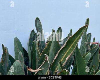 Eine üppige Anzeige grüner Blätter vor einem weichen, blassblauen Hintergrund auf La Gomera auf den Kanarischen Inseln. Stockfoto