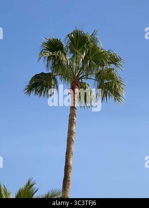 Eine pulsierende Palme steht hoch vor einem klaren, hellblauen Himmel und zeigt die Schönheit der Natur auf den Kanarischen Inseln. Stockfoto