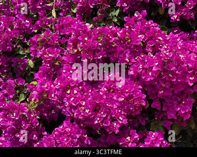 Helle magentafarbene Bougainvillea-Blüten sorgen für eine atemberaubende natürliche Farb- und Texturanzeige auf den Kanarischen Inseln. Stockfoto