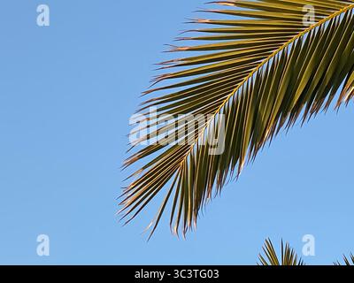 Eine Palmenwede erstreckt sich über einen leuchtend blauen Himmel, eine perfekte tropische Szene auf den Kanarischen Inseln. Stockfoto