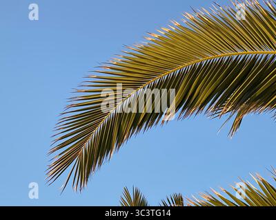 Eine Palmenwede erstreckt sich über einen leuchtend blauen Himmel, eine perfekte tropische Szene auf den Kanarischen Inseln. Stockfoto