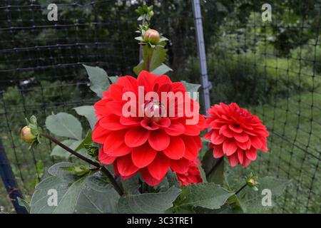 Eine schöne Nahaufnahme von roter Dahlienblüte in voller Blüte Stockfoto