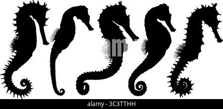 Set von Silhouetten verschiedener Seepferde. Stock Vektor