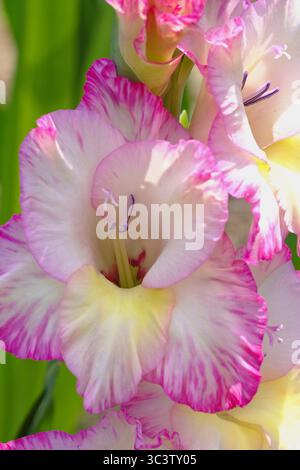Elegantes, rosa-cremefarbenes Gladiolus „Priscilla“ in voller Blüte mit Rüschenblättern, rosafarbenen Kanten und zartem gelbem Hals Stockfoto