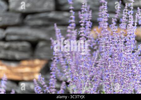 Russischer Salbei blüht herrlich vor einer alten Trockenmauer. Die violetten Blüten stehen harmonisch im Kontrast zum dunklen Stein. Stockfoto