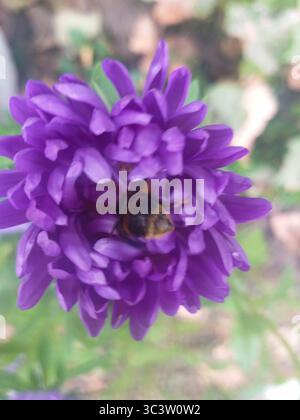 Violette Asterblume mit einer Hummel, die auf einem unscharfen grünen Blatthintergrund steht. Selektiver Fokus. Stockfoto