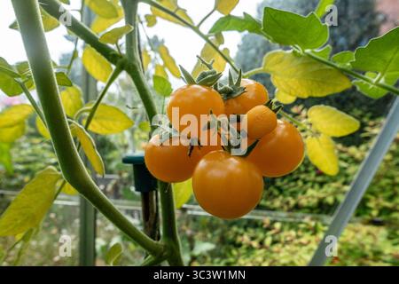 Tram von selbst angebauten gelben Tomaten, die in einem Gewächshaus wachsen und Reifen. Stockfoto