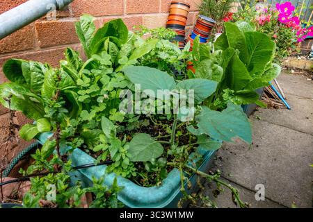 Salatgemüse, das in einer wiederverwendbaren Recyclingbox in einem Garten wächst. Stockfoto