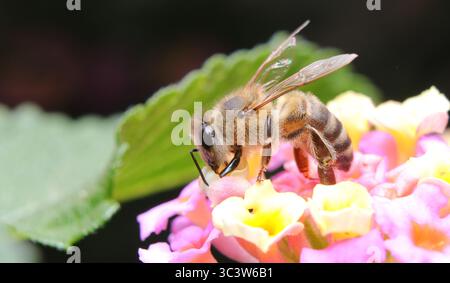 Makrofoto einer Honigbiene (APIs mellifera), die Nektar aus leuchtenden rosa und gelben lantana-Blüten sammelt. Perfekt für Konzepte Stockfoto