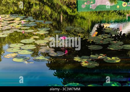 Schwimmende Lotusblüten im ruhigen blau-grünen See Stockfoto
