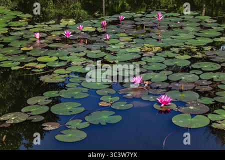 Grüne Seerosen umgeben leuchtend rosa Lotus Stockfoto