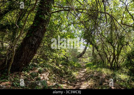 Ein ruhiger Waldweg umgeben von dichten grünen Bäumen in den Hügeln von Lefkada, Griechenland. Das Sonnenlicht sorgt für eine ruhige Wanderatmosphäre. Stockfoto