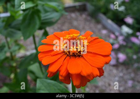 Eine detaillierte Nahaufnahme einer leuchtenden orangefarbenen Zinnienblüte in voller Blüte Stockfoto