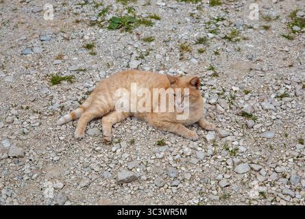 Ginger Tabby Katze, die entspannt auf rauer Kiesoberfläche liegt, mit kleinen Steinen und Flecken von grünem Moos. Friedliche Outdoor-Szene mit natürlichen Texturen und e Stockfoto