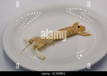 Rohe Mantis Shrimps oder Squilla Mantis auf weißer Platte Nahaufnahme. Stockfoto