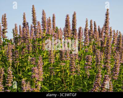 Ein wunderschönes Feld mit hohen, violetten Agastache foeniculum oder Anise Hyssop, die in Ashburn Village, Virginia, zu einem klaren Himmel reichen. Stockfoto