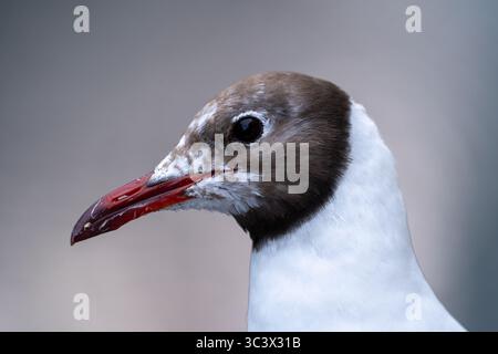 Nahaufnahme Porträt einer schwarzköpfigen Möwe mit rotem Bill Stockfoto