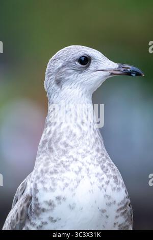Porträt der juvenilen Heringsmöwe mit weichem Bokeh-Hintergrund Stockfoto