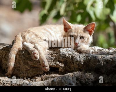 Straßenkatze auf vulkanischen Felsen auf Gran Canaria, wacher Blick und sonnendurchflutetes Pelz umgeben von Inselgrün. Stockfoto