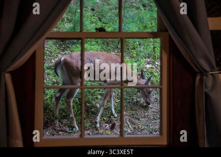 Marlinton, West Virginia - Ein Seehirsch (Odocoileus virginianus) vor einer Hütte im Watoga State Park. Einige Hirsche im Park sind relativ groß Stockfoto