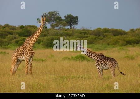 Zwei wilde Giraffen spazieren durch eine goldene Landschaft aus hohem Gras, während ein Regensturm am Horizont im Masai Mara National Reserve vorbeizieht Stockfoto