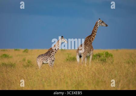 Zwei wilde Giraffen spazieren durch eine goldene Landschaft aus hohem Gras, während ein Regensturm am Horizont im Masai Mara National Reserve vorbeizieht Stockfoto