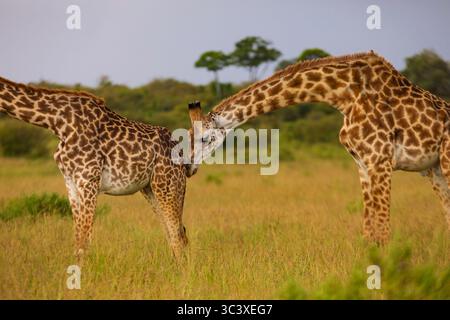 Zwei wilde Giraffen spazieren durch eine goldene Landschaft aus hohem Gras, während ein Regensturm am Horizont im Masai Mara National Reserve vorbeizieht Stockfoto