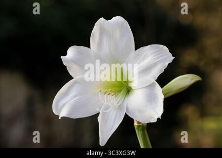 Blumenteile Stockfoto