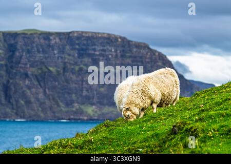 Sheeps vom Neist Point Lighthouse, Isle of Skye, Schottland, Großbritannien Stockfoto