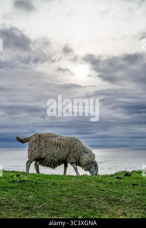 Sheeps vom Neist Point Lighthouse, Isle of Skye, Schottland, Großbritannien Stockfoto