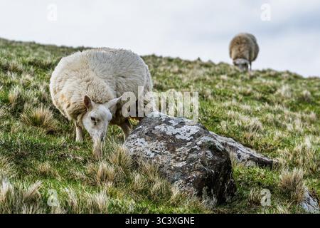 Sheeps vom Neist Point Lighthouse, Isle of Skye, Schottland, Großbritannien Stockfoto