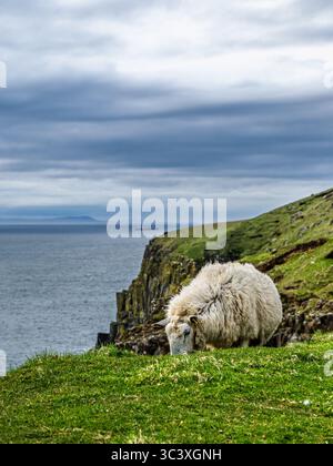 Sheeps vom Neist Point Lighthouse, Isle of Skye, Schottland, Großbritannien Stockfoto