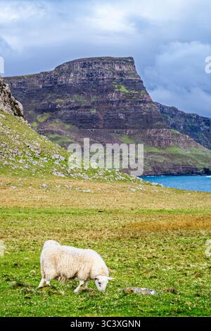 Sheeps vom Neist Point Lighthouse, Isle of Skye, Schottland, Großbritannien Stockfoto