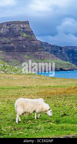 Sheeps vom Neist Point Lighthouse, Isle of Skye, Schottland, Großbritannien Stockfoto