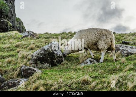 Sheeps vom Neist Point Lighthouse, Isle of Skye, Schottland, Großbritannien Stockfoto