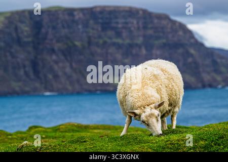 Sheeps vom Neist Point Lighthouse, Isle of Skye, Schottland, Großbritannien Stockfoto
