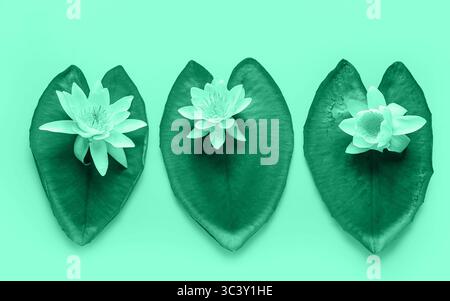 Lotusblüten und -Blätter auf minzfarbigem Hintergrund Stockfoto