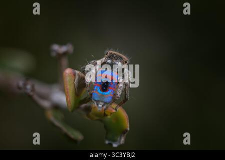 Eine männliche Pfauenspinne (Maratus hortorum) in seinen Brutfarben. Die beiden blauen Punkte in der Mitte seines Rückens sind eine Diagnose dieser Spezies. Stockfoto