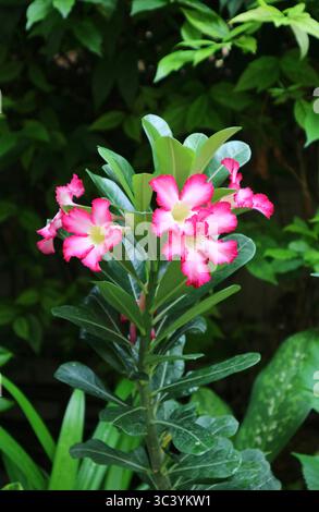 Ein Haufen leuchtender rosafarbener Rosen oder Adenium Obesum Blumen, die auf dem Baum blühen Stockfoto