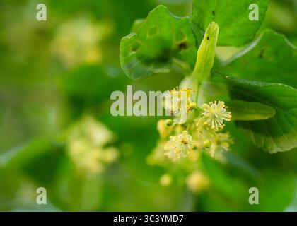 Kleinblättrige Limette (Tilia cordata) Blüten und Knospen zwischen den Blättern im Sommer. Lindenbaum blüht Cluster, kleinblättrige Linde in Blüte. Apotheke. Stockfoto