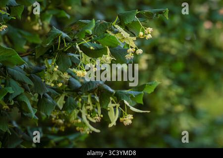 Kleinblättrige Limette (Tilia cordata) Blüten und Knospen zwischen den Blättern im Sommer. Lindenbaum blüht Cluster, kleinblättrige Linde in Blüte. Apotheke. Stockfoto