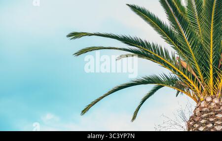 Nahansicht einer Palme vor hellem Himmel, die die grünen Stirnbögen und den strukturierten Stamm hervorhebt. Der klare blau-weiße Hintergrund wird eingeblendet Stockfoto