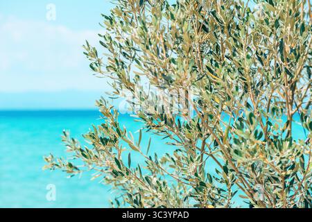 Nahaufnahme von Olivenzweigen mit grünen Blättern vor einem klaren türkisfarbenen Meer bei hellem Tageslicht. Selektiver Fokus. Stockfoto