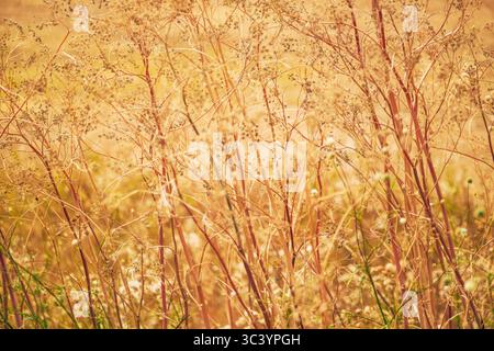Eine sonnendurchflutete Nahaufnahme einer goldenen Wiese im Spätsommer. Die trockenen, zarten Gräser und wilden Pflanzen leuchten in warmen Tönen und erzeugen einen traumhaften Text Stockfoto