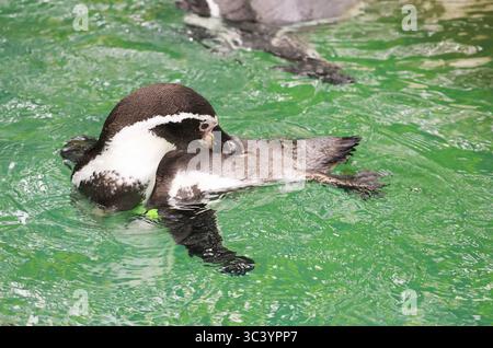 Nahaufnahme eines Humboldt-Pinguins, der im Pool schwimmt Stockfoto