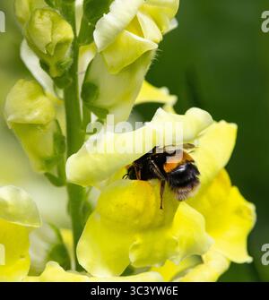 Eine Hummel ist groß und stark genug, um die Kiefer eines Snapdrachen zu öffnen. Diese wechselseitige Anpassung hat sich über unzählige Generationen entwickelt Stockfoto