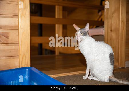 Cornish Rex Katze mit lockigem Fell und großen Ohren sitzt auf dem Boden eines Holzhauses und blickt direkt in die Kamera. Reinrassiges Haustier-Porträt im Innenbereich Stockfoto