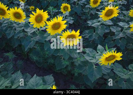 Endloses Feld blühender Sonnenblumen bei Sonnenuntergang mit dramatischem Himmel und Reihen gelber Blumen, die sich bis zum Horizont erstrecken. Sommer Landwirtschaft und Natur b Stockfoto